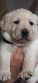 Cuccioli labrador
