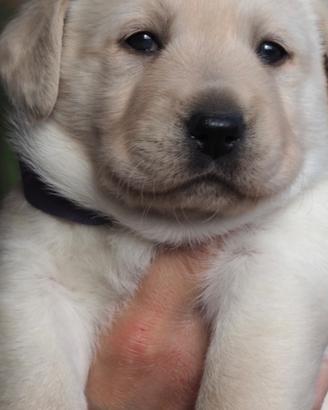 Cuccioli labrador