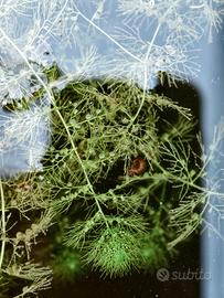 Utricularia vulgaris laghetto/ mini pond 