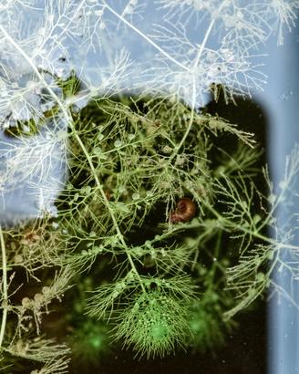 Utricularia vulgaris laghetto/ mini pond 