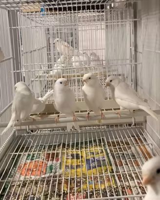 Canarini Bianchi Recessivi