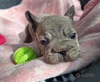 Femmina BIG Rope Velvet Blue Bulldog Francese