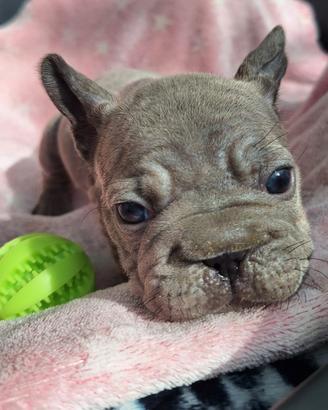 Femmina BIG Rope Velvet Blue Bulldog Francese