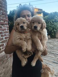 Cucciole Golden retriever Americanine