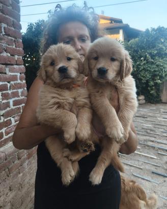 Cucciole Golden retriever Americanine