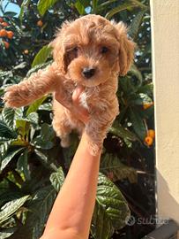 Maltipoo toy