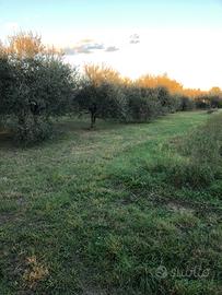 Terreno agricolo e oliveta