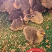 Oche , ochette di tolosa