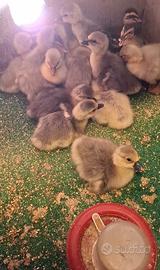 Oche , ochette di tolosa