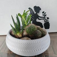 Composizione piante grasse 