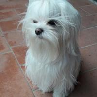 Maltesino con pedigree disponibile per maltesina
