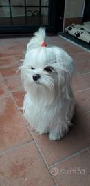 Maltesino con pedigree disponibile per maltesina