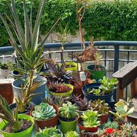 Piante succulente varie tipologie e misure