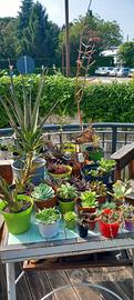 Piante succulente varie tipologie e misure