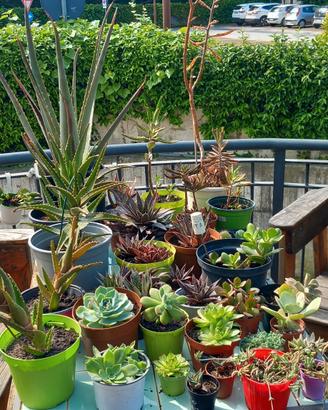 Piante succulente varie tipologie e misure