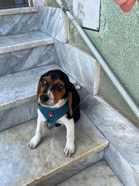 Cucciolo di beagle maschio