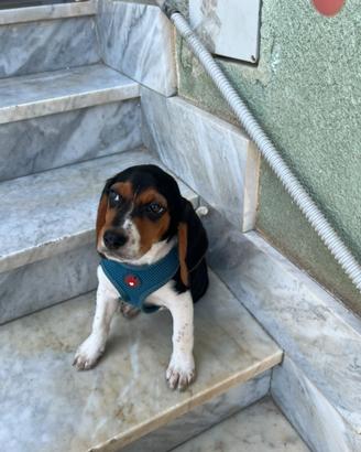 Cucciolo di beagle maschio