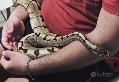 Pitone reale spider