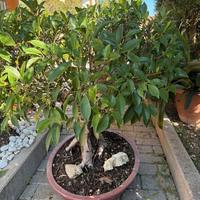 bonsai ficus benjamin