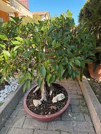 bonsai ficus benjamin
