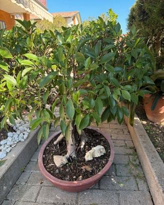 bonsai ficus benjamin