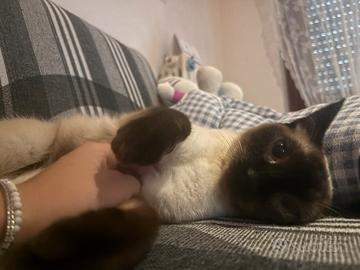 Gatto siamese di due anni