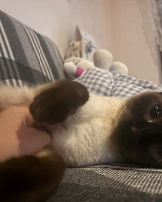 Gatto siamese di due anni