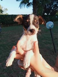 Cuccioli taglia piccola mix pincher