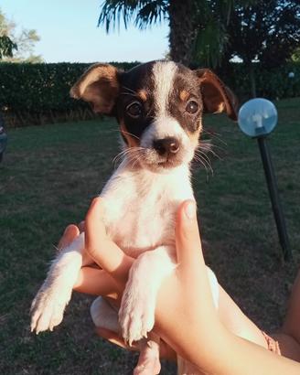 Cuccioli taglia piccola mix pincher