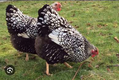 Galline wyandotte argento orlo nero