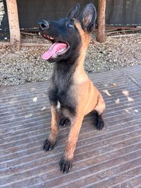 Disponibile femminucia di pastore belga malinois