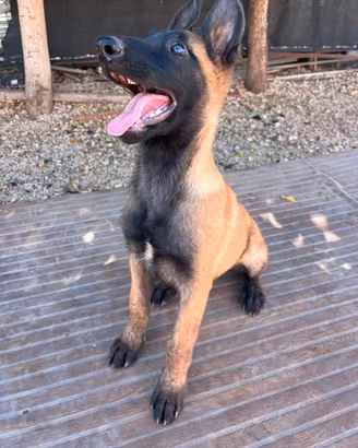 Disponibile femminucia di pastore belga malinois