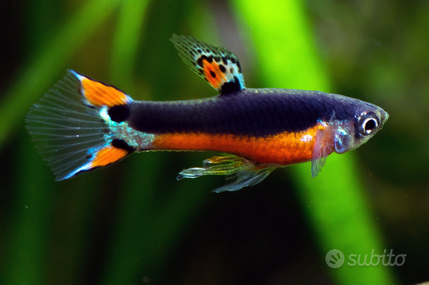 Miniblings pesci rossi orecchini al neon verde Betta pesci d'acquario pesci Koi - Gioielli fatto a mano placcati argento I Orecchini