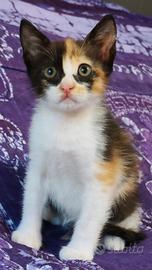 Gattina tartaruga mamma siamese