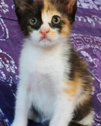 Gattina tartaruga mamma siamese