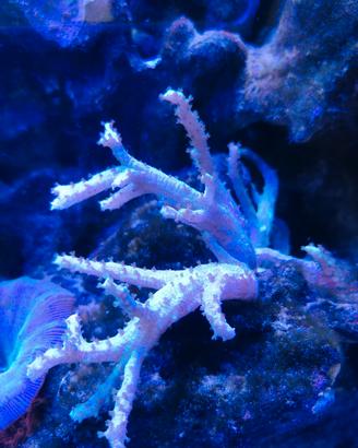 Coralli molli x nanoreef
