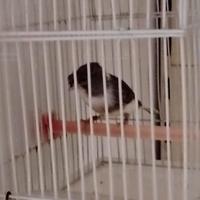 Canarino gloster femmina