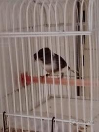 Canarino gloster femmina