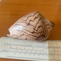 Conchiglia Cimbiola Nobilis