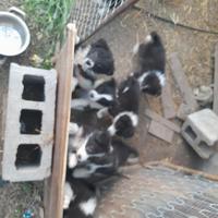 Border collie