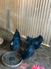 Galline australorp