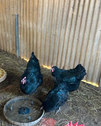 Galline australorp