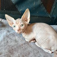 Canadian Sphyns cucciola