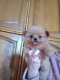 Pomapoo