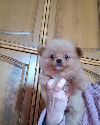 Pomapoo