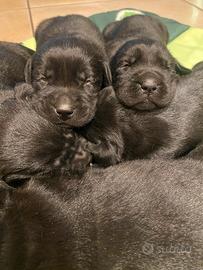 Cuccioli di Labrador color nero
