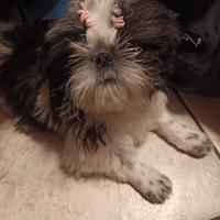 Cucciole Shitzu Shih-Tzu pedigree alta genealogia