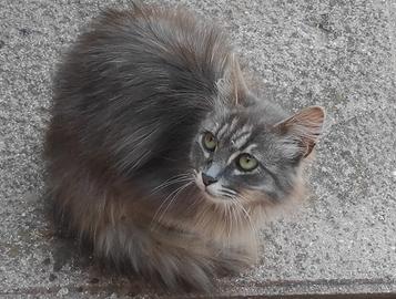 Gattina