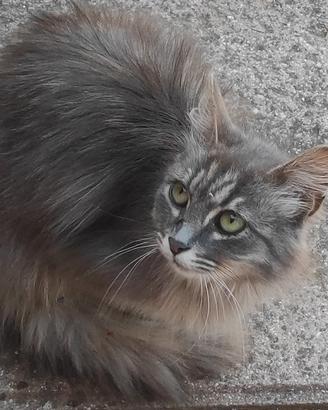 Gattina