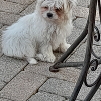 Maltesi Toy